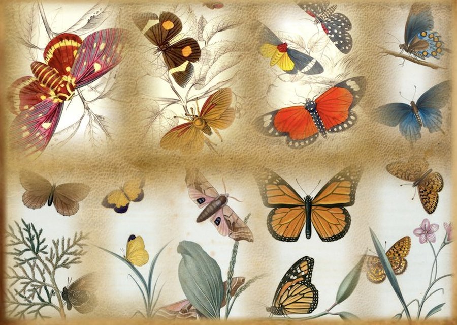 Butterflies