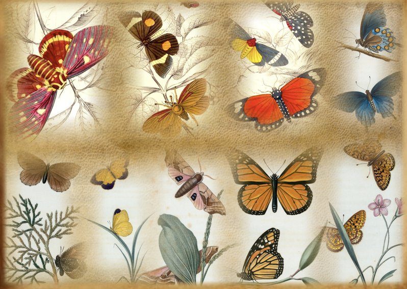 Butterflies